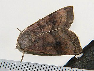 Xestia dilatata