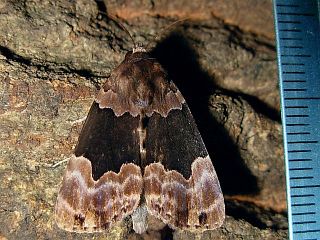 Dinumma deponens