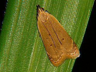 Cymotricha japonicella
