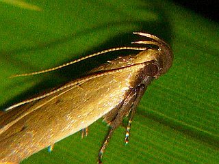 Cymotricha japonicella