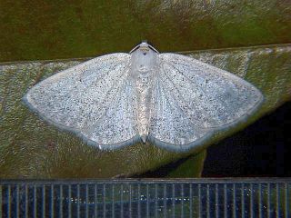 Lomographa subspersata