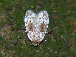 Siccia obscura