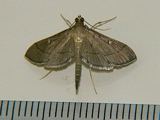 Bradina sp.