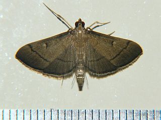 Bradina sp.