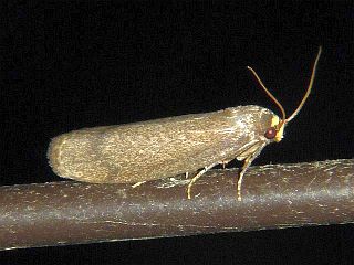 Achroia innotata obscurevittella