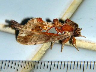 Spatalia doerriesi