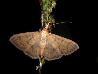 Pleuroptya punctimarginalis 