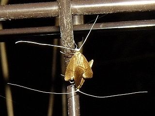 Nematopogon distinctus
