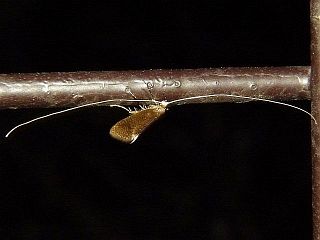 Nematopogon distinctus