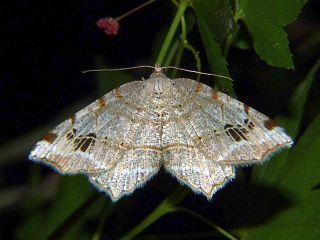 Oxymacaria normata proximaria