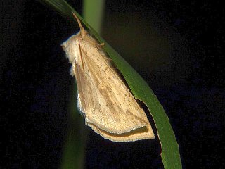 Mimopydna pallida
