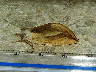 Mimopydna pallida
