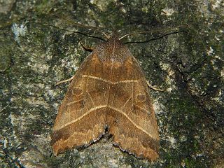 Telorta acuminata