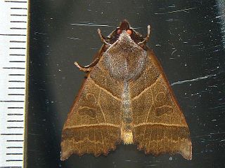Telorta acuminata