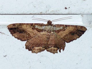 Menophra senilis
