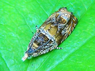Phiaris dolosana