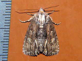 Dipterygina cupreotincta