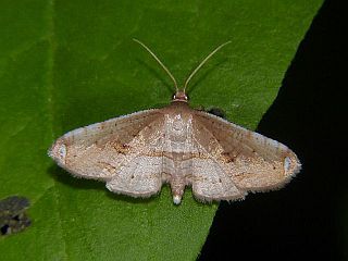 Rhodoneura pallida