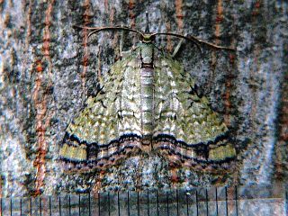 Episteira nigrilinearia nigrilinearia