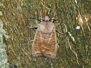 Eupsilia contracta