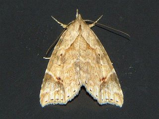Olulis ayumiae