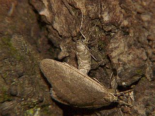 Inurois fumosa