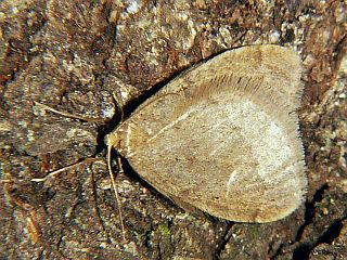 Inurois fumosa
