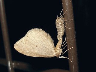 Inurois fumosa