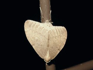 Inurois fumosa