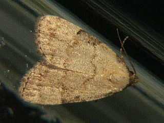 Mimachrostia fasciata
