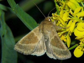 Pyrrhia bifasciata