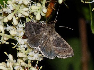 Pyrrhia bifasciata