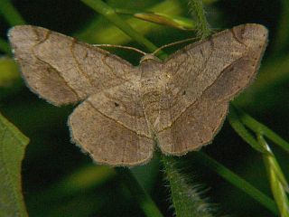 Chiasmia hebesata