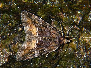 Sugia stygia