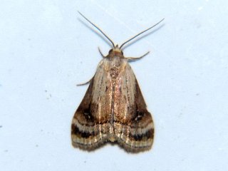  Neustrotia albicincta