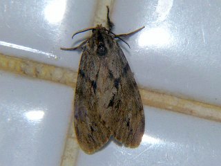 Parocneria furva
