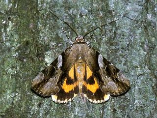 Catocala xarippe okitsuhimenomikoto
