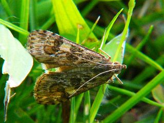 Nomophila noctuella