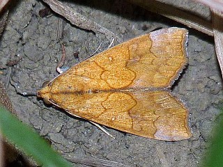 Cosmophila flava flava