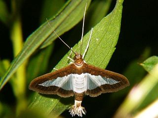 Diaphania indica