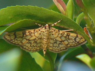 Haritalodes derogatus