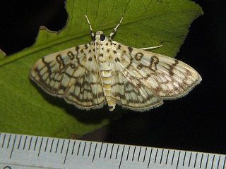 Haritalodes basipunctalis