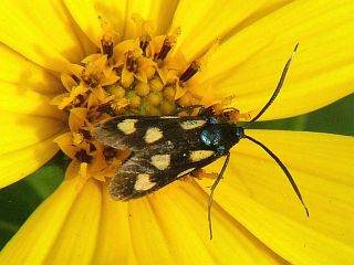 Balataea octomaculata