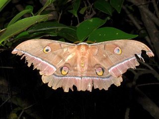 Antheraea yamamai yamamai