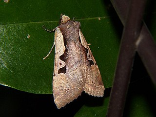 Sugitania clara