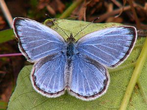 Pseudozizeeria maha