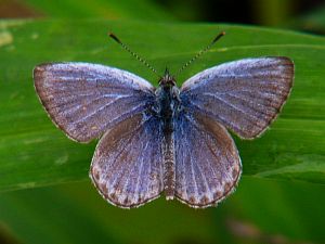 Pseudozizeeria maha