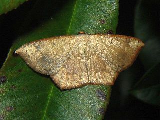 Peratostega deletaria hypotaenia