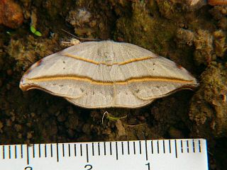 Nordstromia japonica