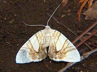 Eulithis convergenata